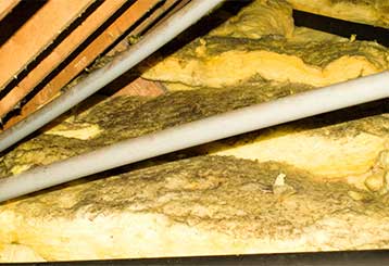 Attic Insulation Removal | Attic Cleaning Canoga Park, CA