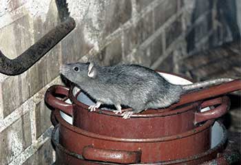 Rodent Proofing Installation | Attic Cleaning Canoga Park, CA