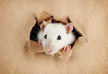 Rodent Proofing | Attic Cleaning Canoga Park, CA
