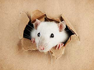 Rodent | Attic Cleaning Canoga Park, CA Rodent | Attic Cleaning Canoga Park, CA